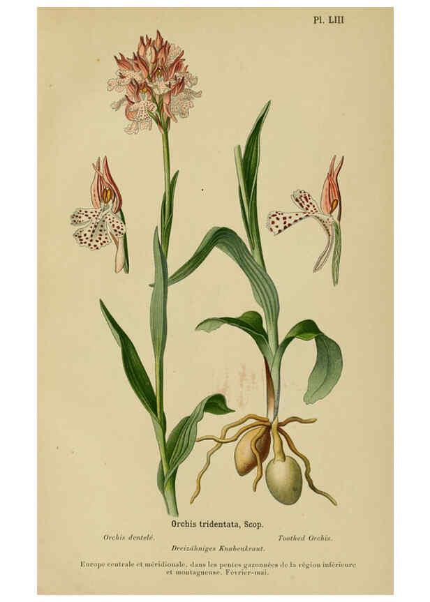 Reproducción/Reproduction 6012457470: Album des orchidées de l'Europe centrale et septentrionale Genève,Librairie Georg,1899