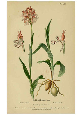 Reproducción/Reproduction 6012457470: Album des orchidées de l'Europe centrale et septentrionale Genève,Librairie Georg,1899
