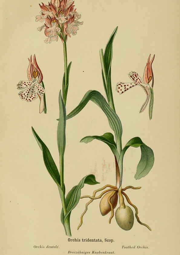 Reproducción/Reproduction 6012457470: Album des orchidées de l'Europe centrale et septentrionale Genève,Librairie Georg,1899