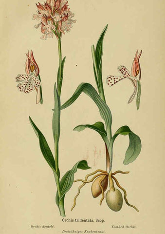 Reproducción/Reproduction 6012457470: Album des orchidées de l'Europe centrale et septentrionale Genève,Librairie Georg,1899