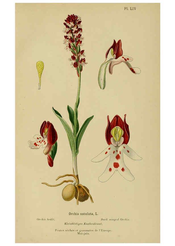 Reproducción/Reproduction 6011909963: Album des orchidées de l'Europe centrale et septentrionale Genève,Librairie Georg,1899