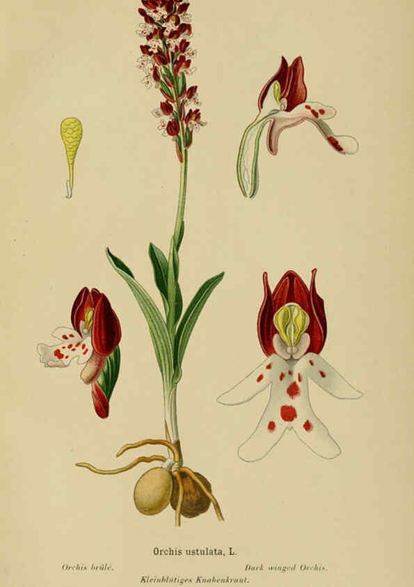 Reproducción/Reproduction 6011909963: Album des orchidées de l'Europe centrale et septentrionale Genève,Librairie Georg,1899