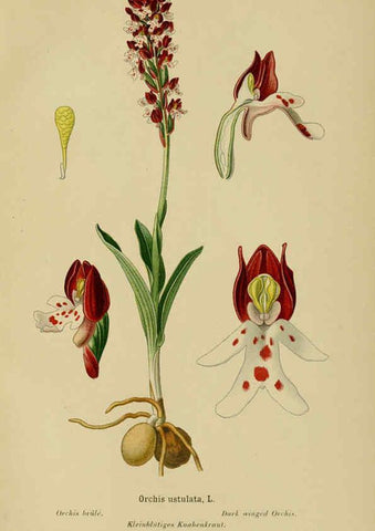 Reproducción/Reproduction 6011909963: Album des orchidées de l'Europe centrale et septentrionale Genève,Librairie Georg,1899