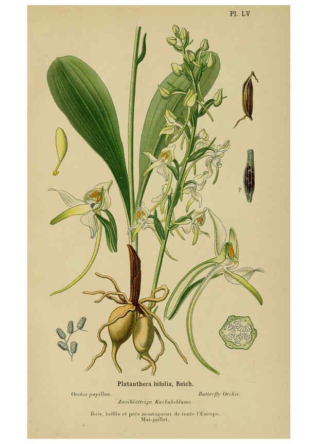 Reproducción/Reproduction 6011910181: Album des orchidées de l'Europe centrale et septentrionale Genève,Librairie Georg,1899