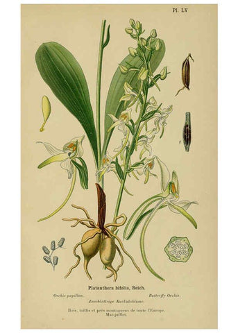 Reproducción/Reproduction 6011910181: Album des orchidées de l'Europe centrale et septentrionale Genève,Librairie Georg,1899
