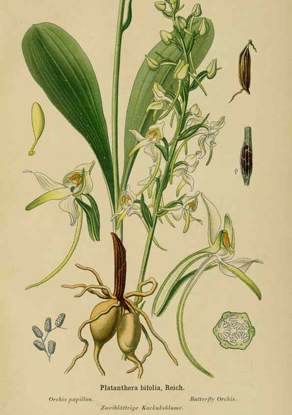 Reproducción/Reproduction 6011910181: Album des orchidées de l'Europe centrale et septentrionale Genève,Librairie Georg,1899