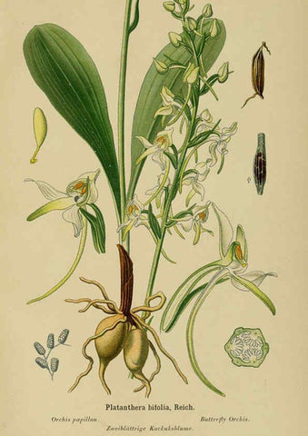 Reproducción/Reproduction 6011910181: Album des orchidées de l'Europe centrale et septentrionale Genève,Librairie Georg,1899