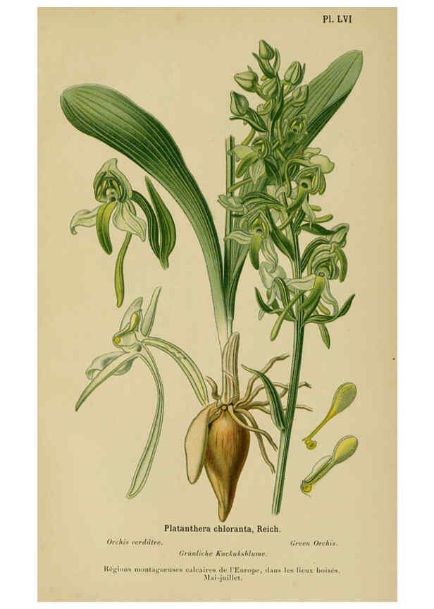 Reproducción/Reproduction 6011910449: Album des orchidées de l'Europe centrale et septentrionale Genève,Librairie Georg,1899