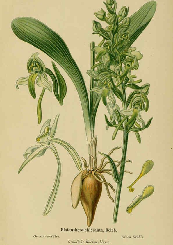 Reproducción/Reproduction 6011910449: Album des orchidées de l'Europe centrale et septentrionale Genève,Librairie Georg,1899