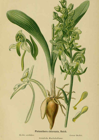 Reproducción/Reproduction 6011910449: Album des orchidées de l'Europe centrale et septentrionale Genève,Librairie Georg,1899