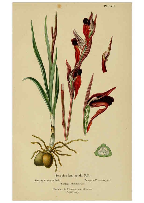 Reproducción/Reproduction 6011910733: Album des orchidées de l'Europe centrale et septentrionale Genève,Librairie Georg,1899