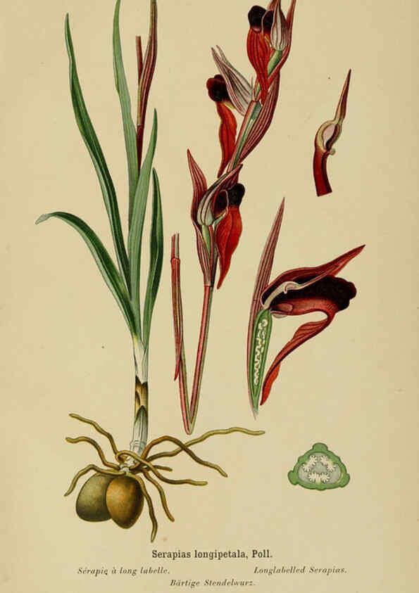 Reproducción/Reproduction 6011910733: Album des orchidées de l'Europe centrale et septentrionale Genève,Librairie Georg,1899