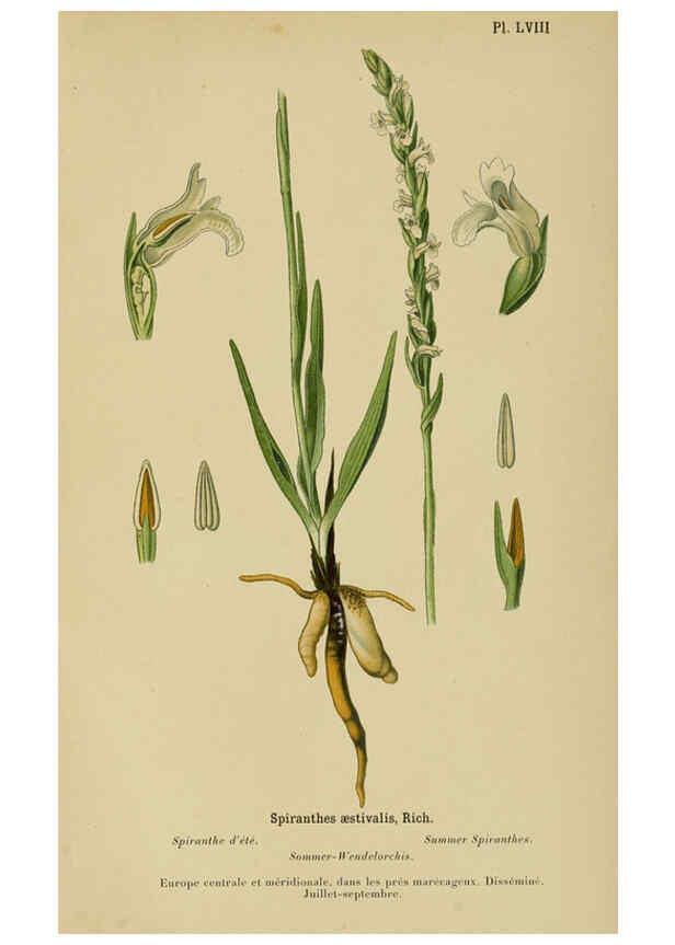 Reproducción/Reproduction 6011910973: Album des orchidées de l'Europe centrale et septentrionale Genève,Librairie Georg,1899