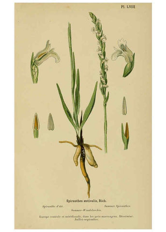 Reproducción/Reproduction 6011910973: Album des orchidées de l'Europe centrale et septentrionale Genève,Librairie Georg,1899