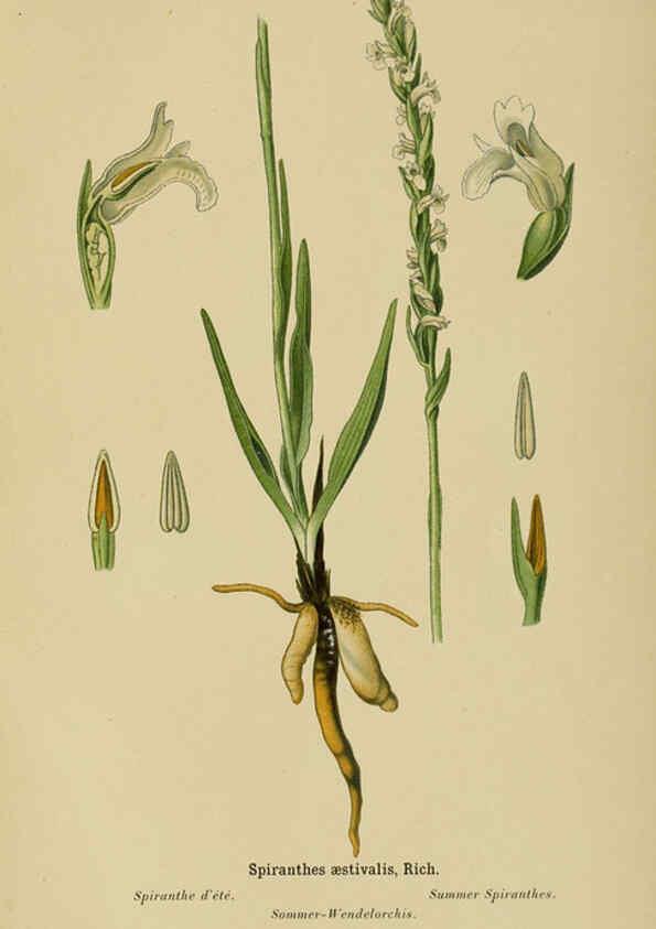 Reproducción/Reproduction 6011910973: Album des orchidées de l'Europe centrale et septentrionale Genève,Librairie Georg,1899