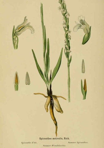 Reproducción/Reproduction 6011910973: Album des orchidées de l'Europe centrale et septentrionale Genève,Librairie Georg,1899