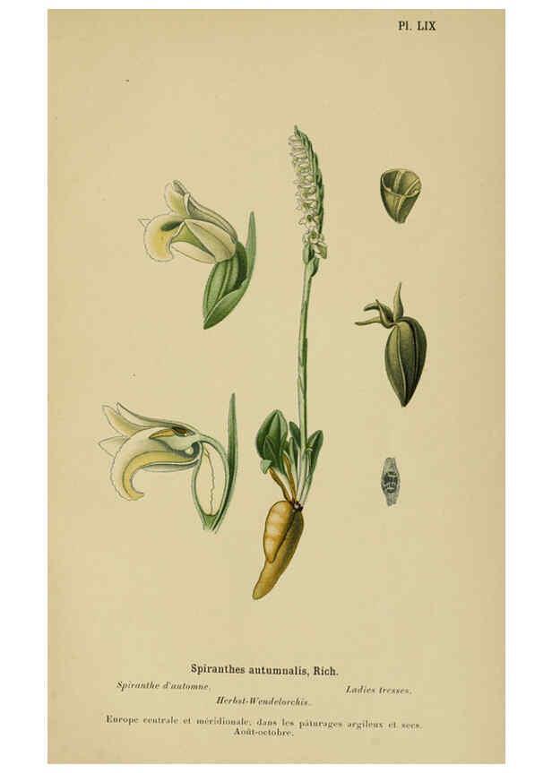Reproducción/Reproduction 6012458998: Album des orchidées de l'Europe centrale et septentrionale Genève,Librairie Georg,1899