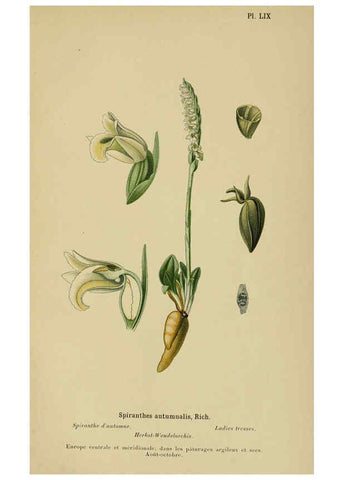 Reproducción/Reproduction 6012458998: Album des orchidées de l'Europe centrale et septentrionale Genève,Librairie Georg,1899