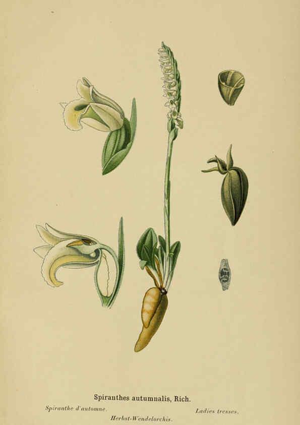 Reproducción/Reproduction 6012458998: Album des orchidées de l'Europe centrale et septentrionale Genève,Librairie Georg,1899