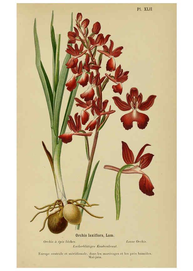Reproducción/Reproduction 6012454252: Album des orchidées de l'Europe centrale et septentrionale Genève,Librairie Georg,1899