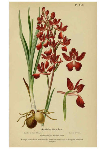Reproducción/Reproduction 6012454252: Album des orchidées de l'Europe centrale et septentrionale Genève,Librairie Georg,1899