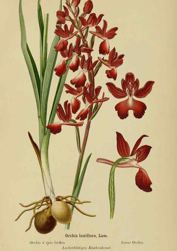 Reproducción/Reproduction 6012454252: Album des orchidées de l'Europe centrale et septentrionale Genève,Librairie Georg,1899