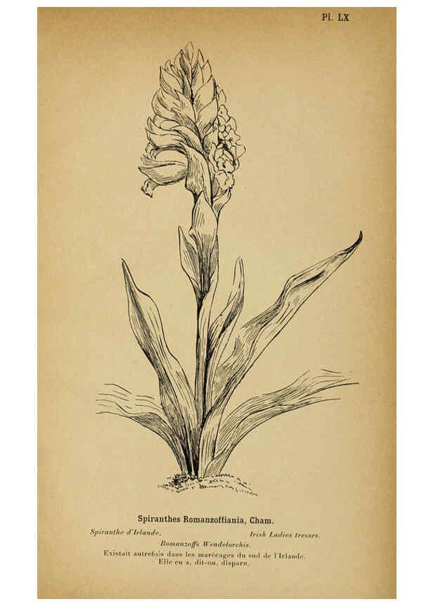 Reproducción/Reproduction 6011911541: Album des orchidées de l'Europe centrale et septentrionale Genève,Librairie Georg,1899