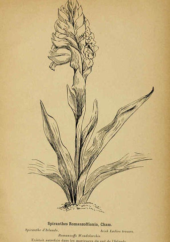 Reproducción/Reproduction 6011911541: Album des orchidées de l'Europe centrale et septentrionale Genève,Librairie Georg,1899