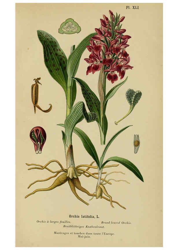 Reproducción/Reproduction 6011906271: Album des orchidées de l'Europe centrale et septentrionale Genève,Librairie Georg,1899
