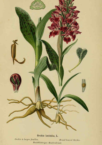 Reproducción/Reproduction 6011906271: Album des orchidées de l'Europe centrale et septentrionale Genève,Librairie Georg,1899