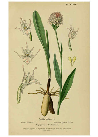 Reproducción/Reproduction 6012453524: Album des orchidées de l'Europe centrale et septentrionale Genève,Librairie Georg,1899