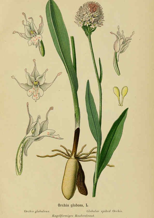 Reproducción/Reproduction 6012453524: Album des orchidées de l'Europe centrale et septentrionale Genève,Librairie Georg,1899