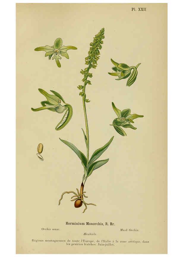 Reproducción/Reproduction 6012449354: Album des orchidées de l'Europe centrale et septentrionale Genève,Librairie Georg,1899