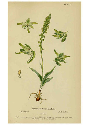Reproducción/Reproduction 6012449354: Album des orchidées de l'Europe centrale et septentrionale Genève,Librairie Georg,1899