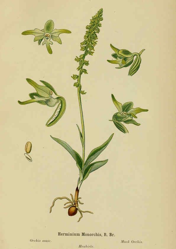 Reproducción/Reproduction 6012449354: Album des orchidées de l'Europe centrale et septentrionale Genève,Librairie Georg,1899