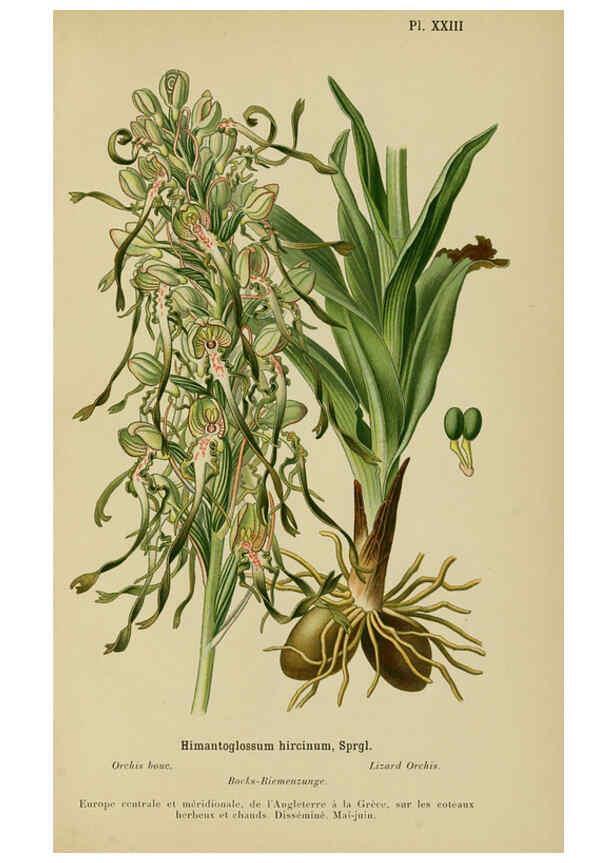 Reproducción/Reproduction 6011901937: Album des orchidées de l'Europe centrale et septentrionale Genève,Librairie Georg,1899