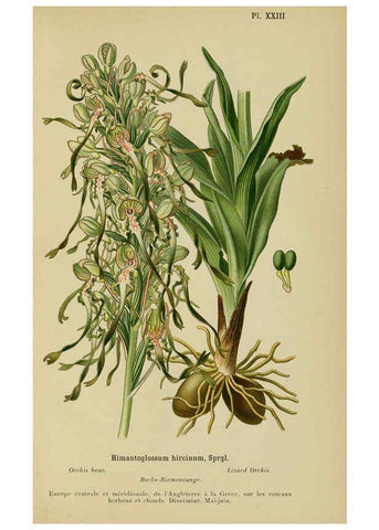 Reproducción/Reproduction 6011901937: Album des orchidées de l'Europe centrale et septentrionale Genève,Librairie Georg,1899
