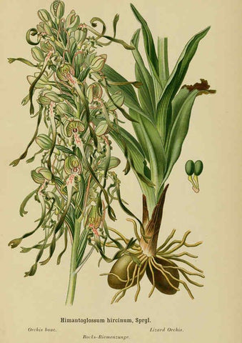 Reproducción/Reproduction 6011901937: Album des orchidées de l'Europe centrale et septentrionale Genève,Librairie Georg,1899