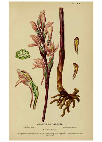 Reproducción/Reproduction 6011902201: Album des orchidées de l'Europe centrale et septentrionale Genève,Librairie Georg,1899