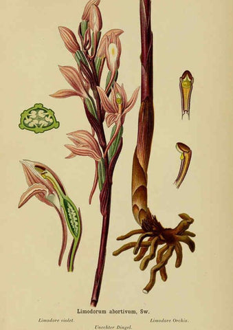 Reproducción/Reproduction 6011902201: Album des orchidées de l'Europe centrale et septentrionale Genève,Librairie Georg,1899