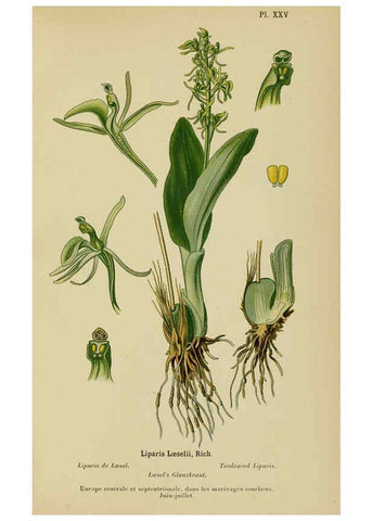 Reproducción/Reproduction 6012450192: Album des orchidées de l'Europe centrale et septentrionale Genève,Librairie Georg,1899