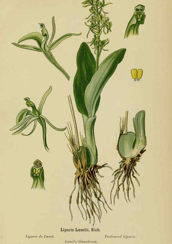 Reproducción/Reproduction 6012450192: Album des orchidées de l'Europe centrale et septentrionale Genève,Librairie Georg,1899