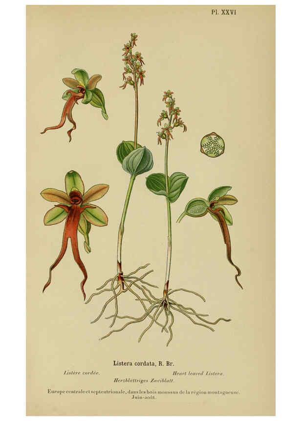 Reproducción/Reproduction 6012450466: Album des orchidées de l'Europe centrale et septentrionale Genève,Librairie Georg,1899