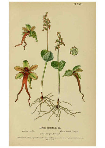Reproducción/Reproduction 6012450466: Album des orchidées de l'Europe centrale et septentrionale Genève,Librairie Georg,1899