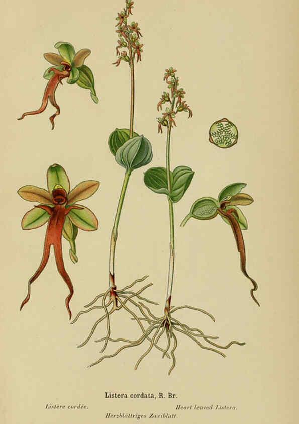 Reproducción/Reproduction 6012450466: Album des orchidées de l'Europe centrale et septentrionale Genève,Librairie Georg,1899