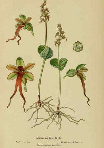 Reproducción/Reproduction 6012450466: Album des orchidées de l'Europe centrale et septentrionale Genève,Librairie Georg,1899