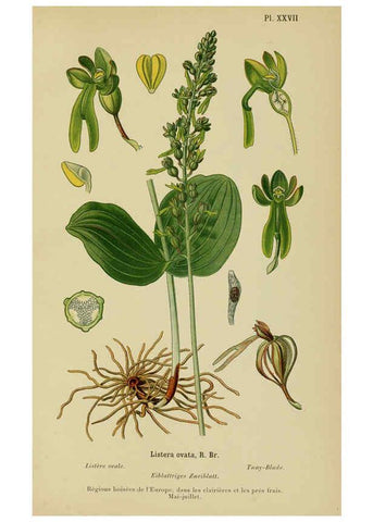 Reproducción/Reproduction 6012450674: Album des orchidées de l'Europe centrale et septentrionale Genève,Librairie Georg,1899