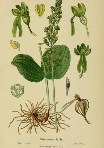 Reproducción/Reproduction 6012450674: Album des orchidées de l'Europe centrale et septentrionale Genève,Librairie Georg,1899