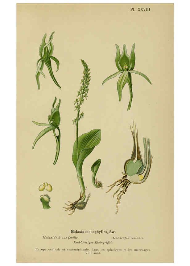 Reproducción/Reproduction 6011903281: Album des orchidées de l'Europe centrale et septentrionale Genève,Librairie Georg,1899