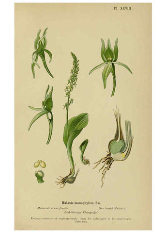 Reproducción/Reproduction 6011903281: Album des orchidées de l'Europe centrale et septentrionale Genève,Librairie Georg,1899